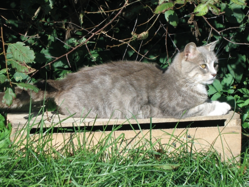 Кошки в нашей жизни. Кошки и все, что с ними связано.