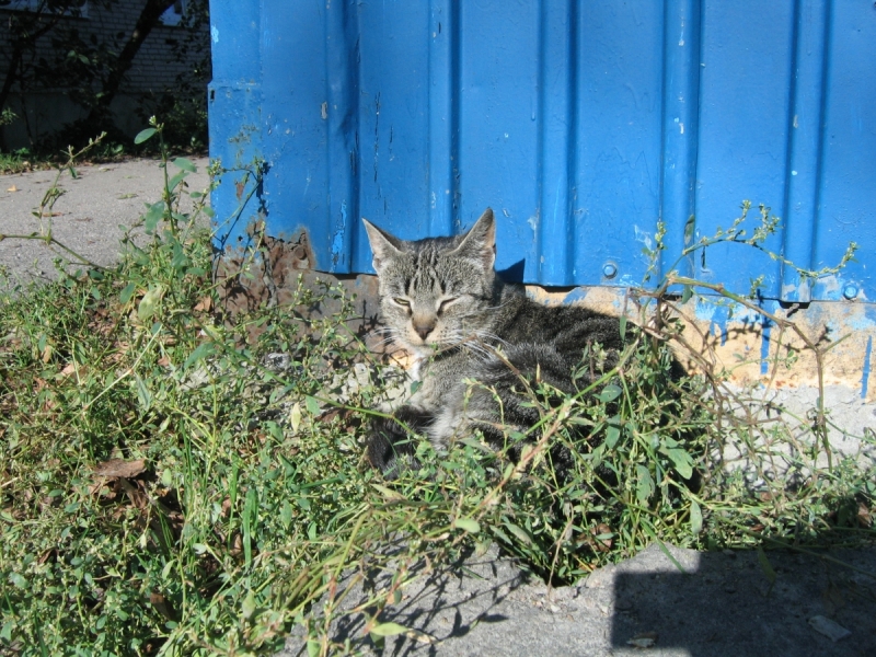 Кошки в нашей жизни. Кошки и все, что с ними связано.