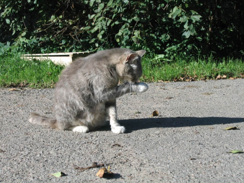 Кошки в нашей жизни. Кошки и все, что с ними связано.