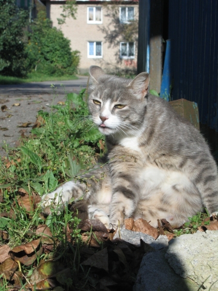 Кошки в нашей жизни. Кошки и все, что с ними связано.