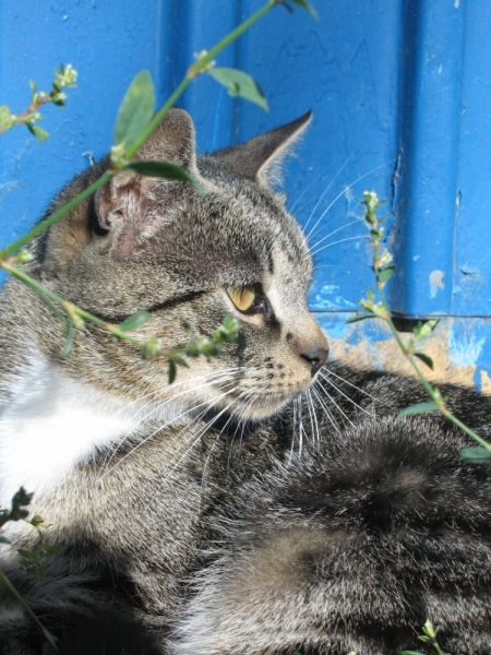 Кошки в нашей жизни. Кошки и все, что с ними связано.