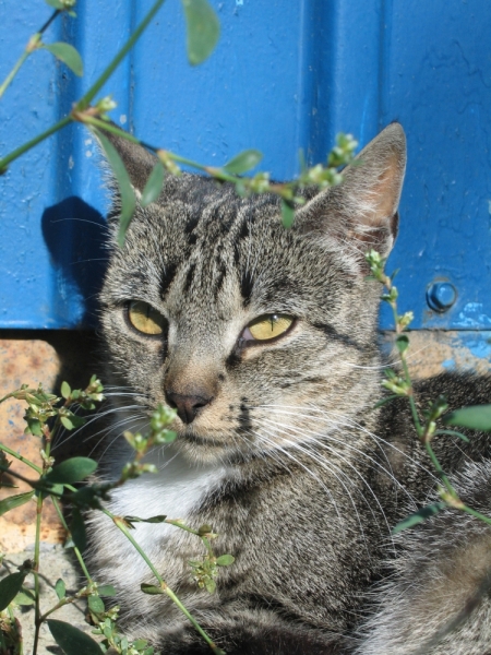 Кошки в нашей жизни. Кошки и все, что с ними связано.