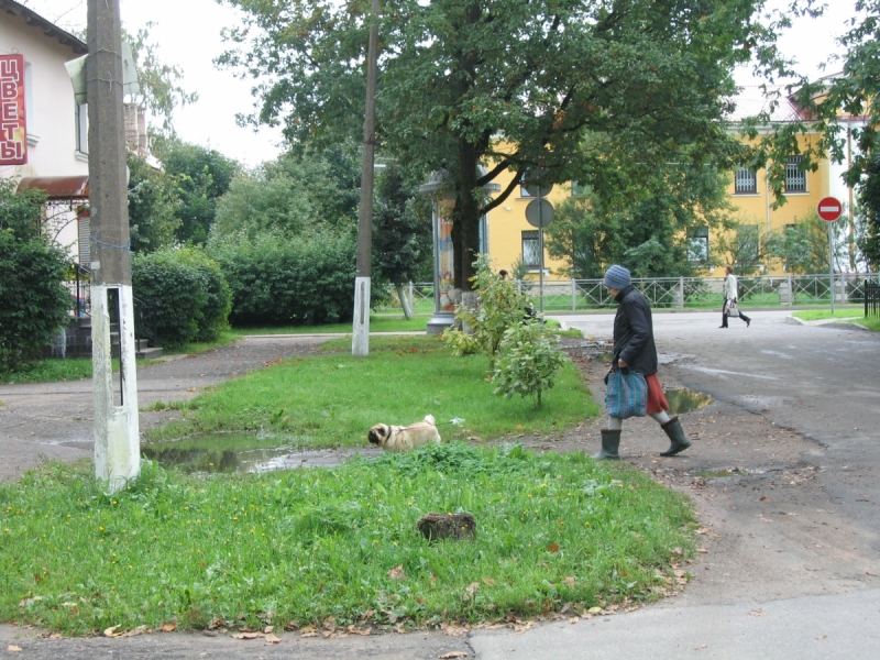 Кошки в нашей жизни. Кошки и все, что с ними связано.