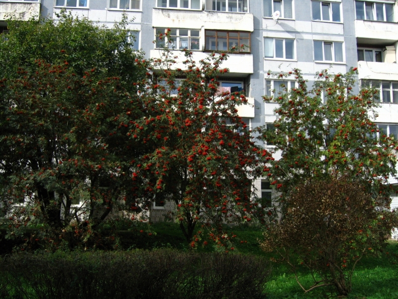 Кошки в нашей жизни. Кошки и все, что с ними связано.