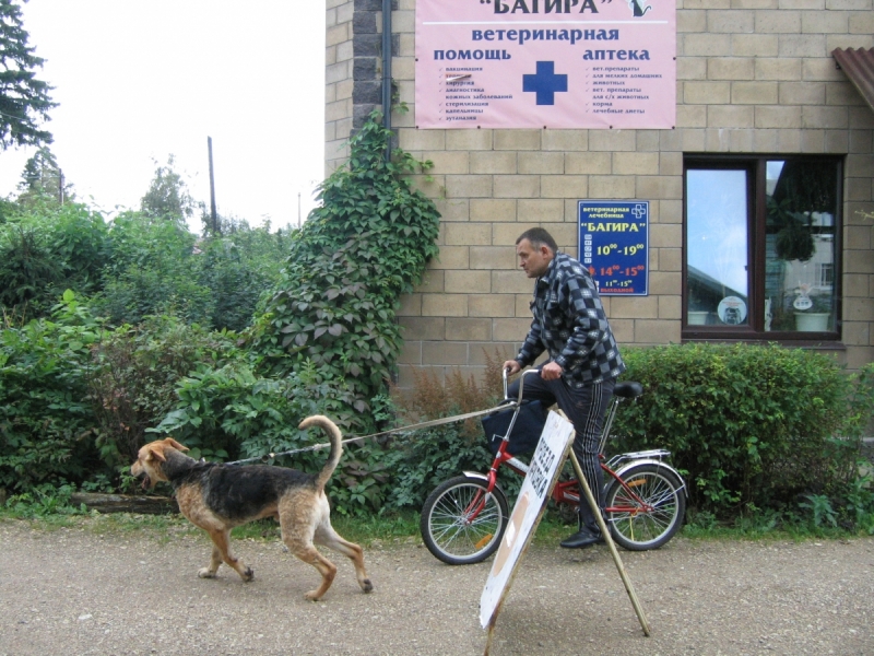 Кошки в нашей жизни. Кошки и все, что с ними связано.