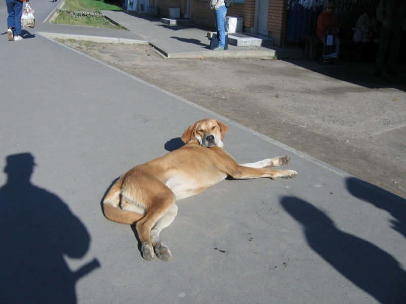 Кошки в нашей жизни. Кошки и все, что с ними связано.