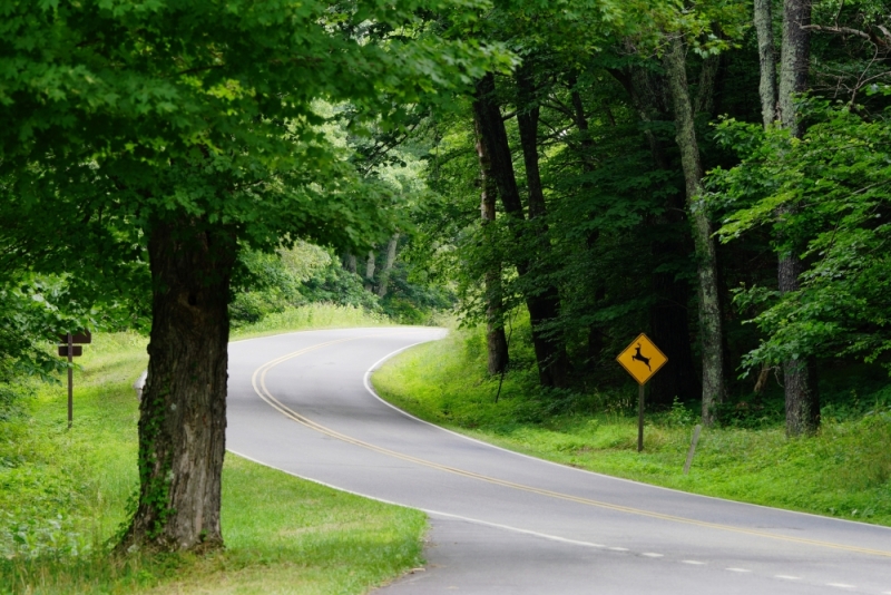 Shenandoah -> Blue Ridge Parkway -> Great Smoky Mountains - слайды и координаты