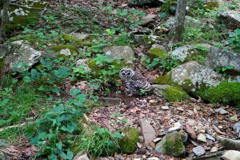 Shenandoah -> Blue Ridge Parkway -> Great Smoky Mountains - слайды и координаты Shenandoah -> Blue Ridge Parkway -> Great Smoky Mountains - слайды и координаты