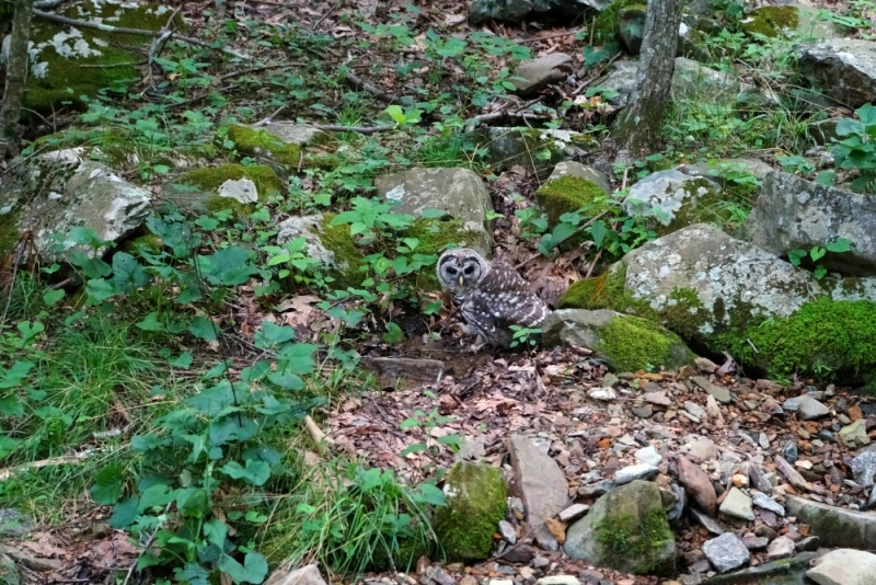 Shenandoah -> Blue Ridge Parkway -> Great Smoky Mountains - слайды и координаты