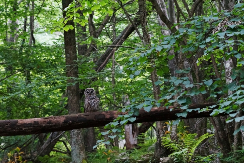 Shenandoah -> Blue Ridge Parkway -> Great Smoky Mountains - слайды и координаты