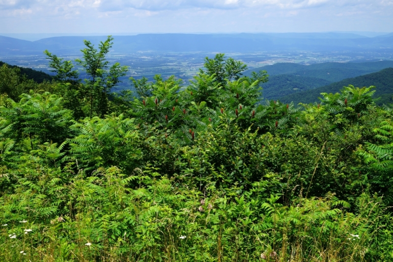 Shenandoah -> Blue Ridge Parkway -> Great Smoky Mountains - слайды и координаты