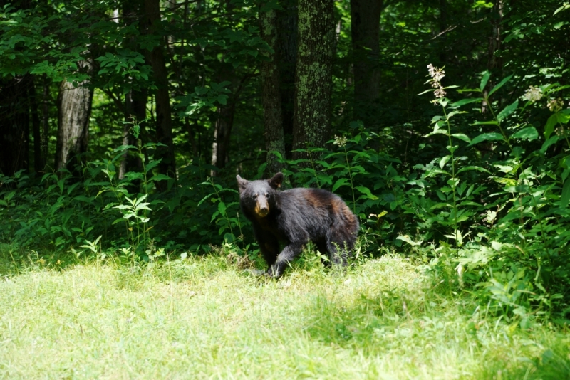 Shenandoah -> Blue Ridge Parkway -> Great Smoky Mountains - слайды и координаты