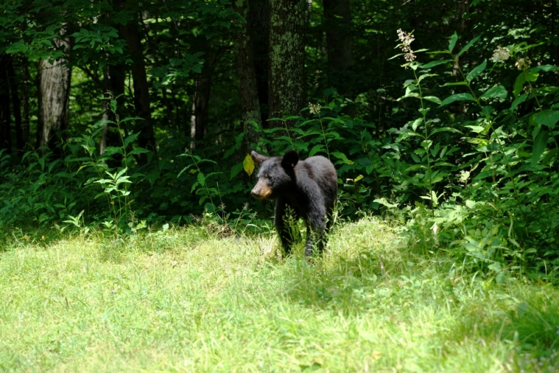 Shenandoah -> Blue Ridge Parkway -> Great Smoky Mountains - слайды и координаты