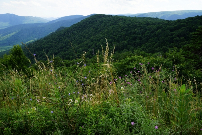 Shenandoah -> Blue Ridge Parkway -> Great Smoky Mountains - слайды и координаты