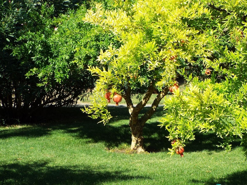 Крымский Fly@Drive