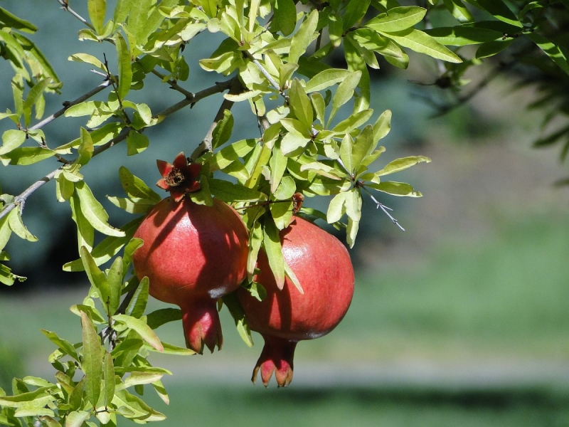 Крымский Fly@Drive