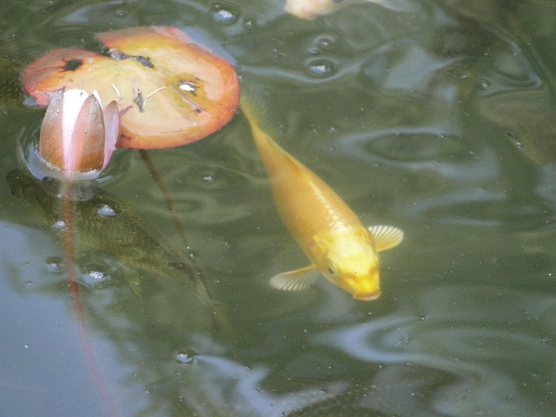 Крымский Fly@Drive