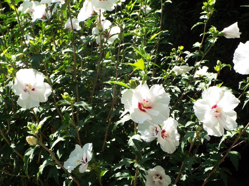 Крымский Fly@Drive