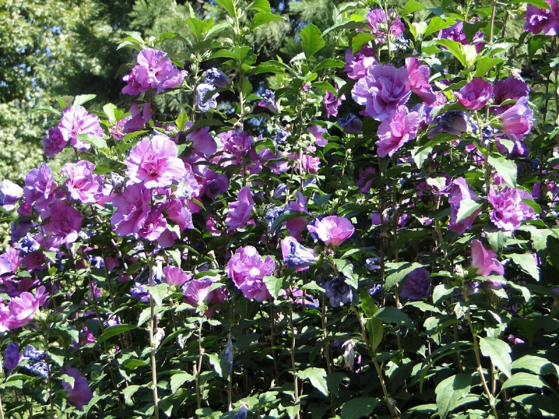 Крымский Fly@Drive