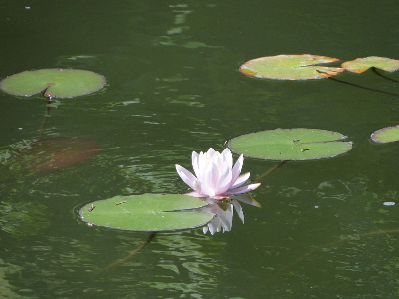 Крымский Fly@Drive