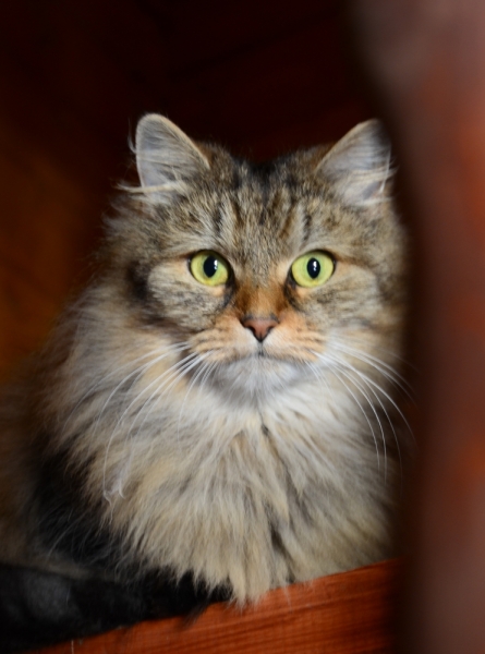 Кошки в нашей жизни. Кошки и все, что с ними связано.