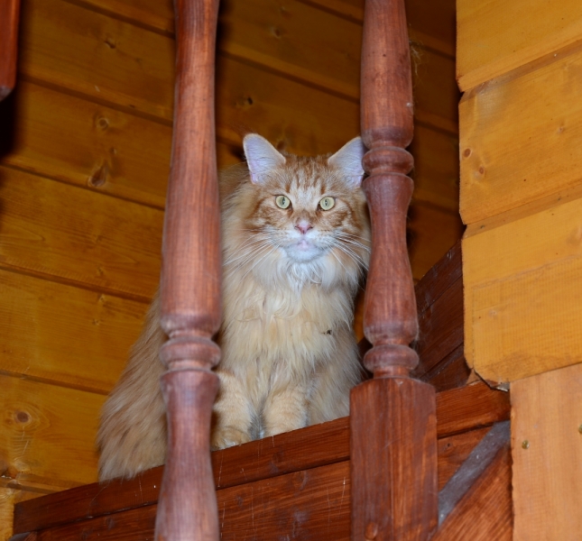 Кошки в нашей жизни. Кошки и все, что с ними связано.