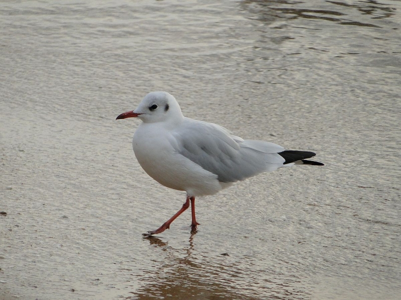 Крымский Fly@Drive