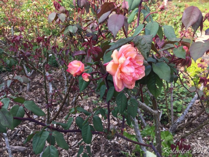 Юбилейный  автотрип  в Европу – весна 2017,