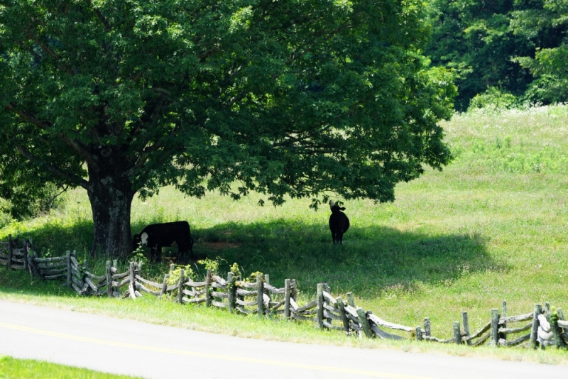 Shenandoah -> Blue Ridge Parkway -> Great Smoky Mountains - слайды и координаты