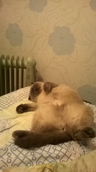 Кошки в нашей жизни. Кошки и все, что с ними связано.