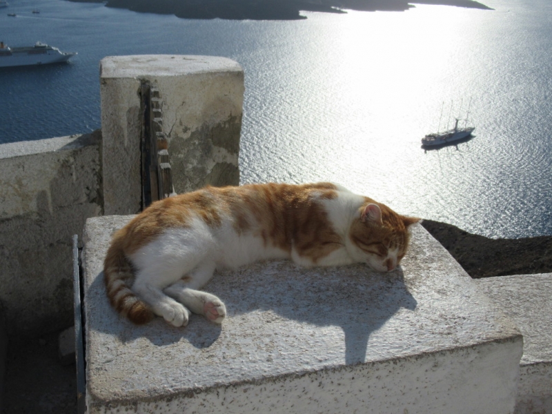 Кошки в нашей жизни. Кошки и все, что с ними связано.