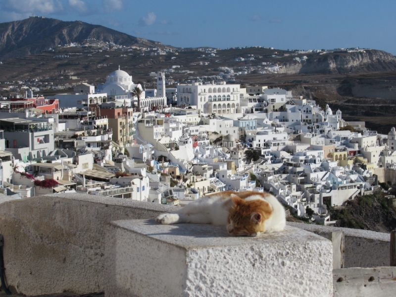 Кошки в нашей жизни. Кошки и все, что с ними связано.