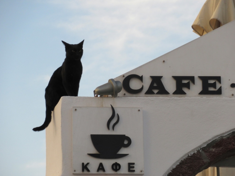 Кошки в нашей жизни. Кошки и все, что с ними связано.