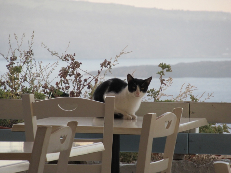 Кошки в нашей жизни. Кошки и все, что с ними связано.