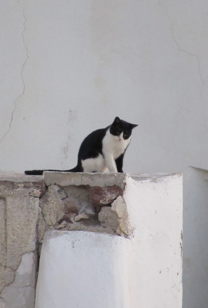 Кошки в нашей жизни. Кошки и все, что с ними связано.