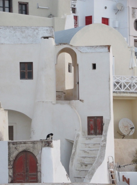 Кошки в нашей жизни. Кошки и все, что с ними связано.