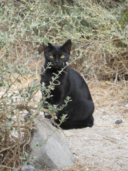 Кошки в нашей жизни. Кошки и все, что с ними связано.