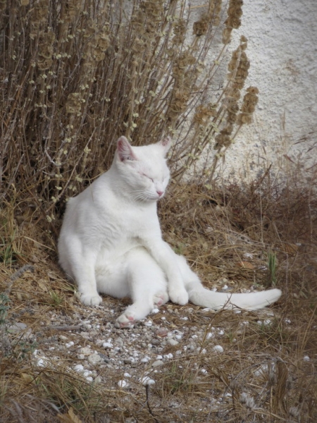 Кошки в нашей жизни. Кошки и все, что с ними связано.