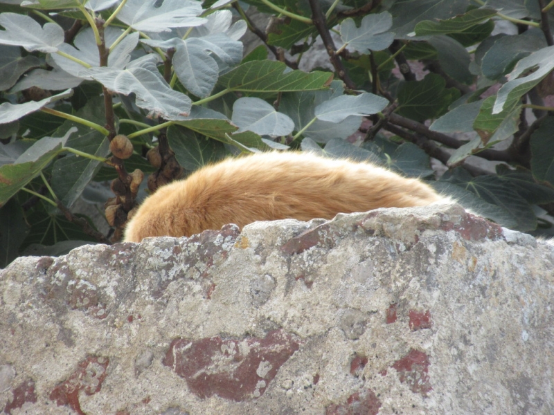 Кошки в нашей жизни. Кошки и все, что с ними связано.