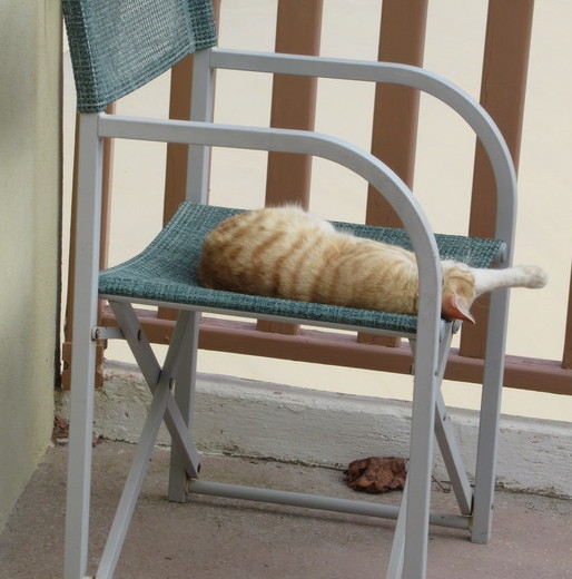 Кошки в нашей жизни. Кошки и все, что с ними связано.