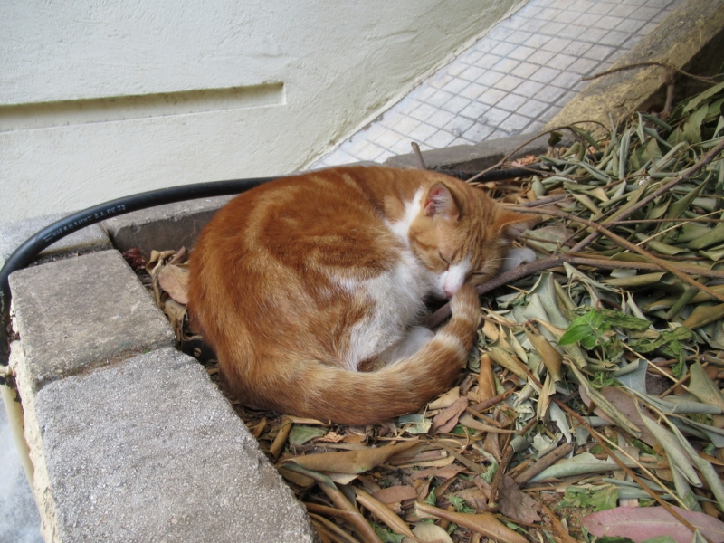 Кошки в нашей жизни. Кошки и все, что с ними связано.