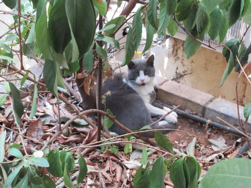 Кошки в нашей жизни. Кошки и все, что с ними связано.