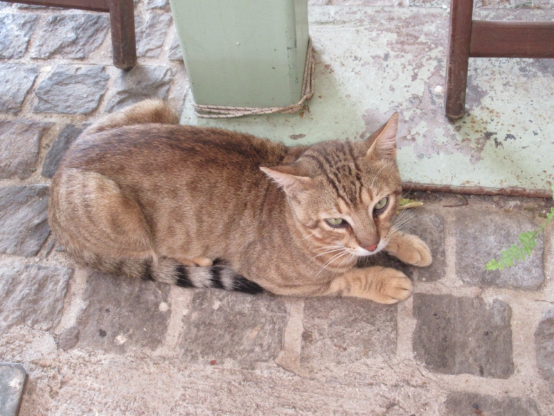 Кошки в нашей жизни. Кошки и все, что с ними связано.