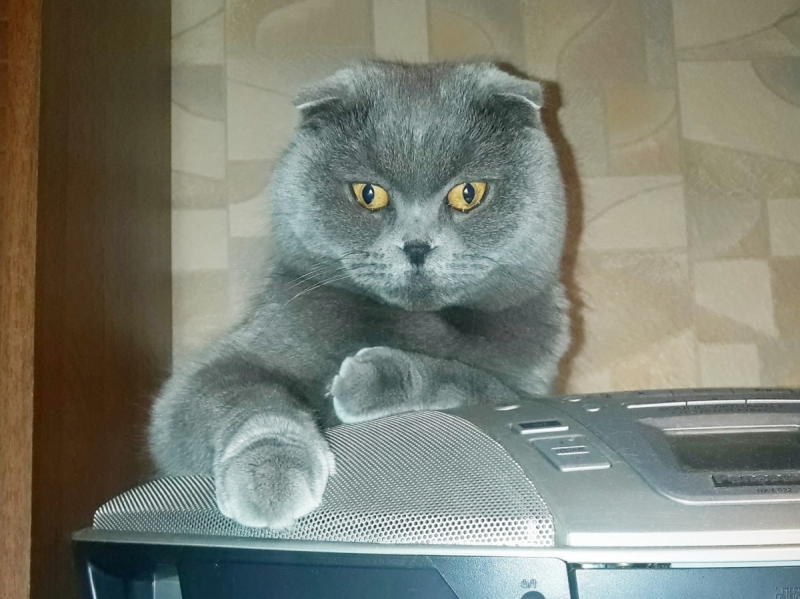 Кошки в нашей жизни. Кошки и все, что с ними связано.