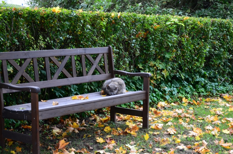 Кошки в нашей жизни. Кошки и все, что с ними связано.