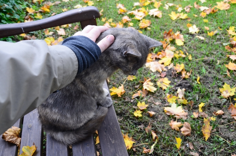 Кошки в нашей жизни. Кошки и все, что с ними связано.