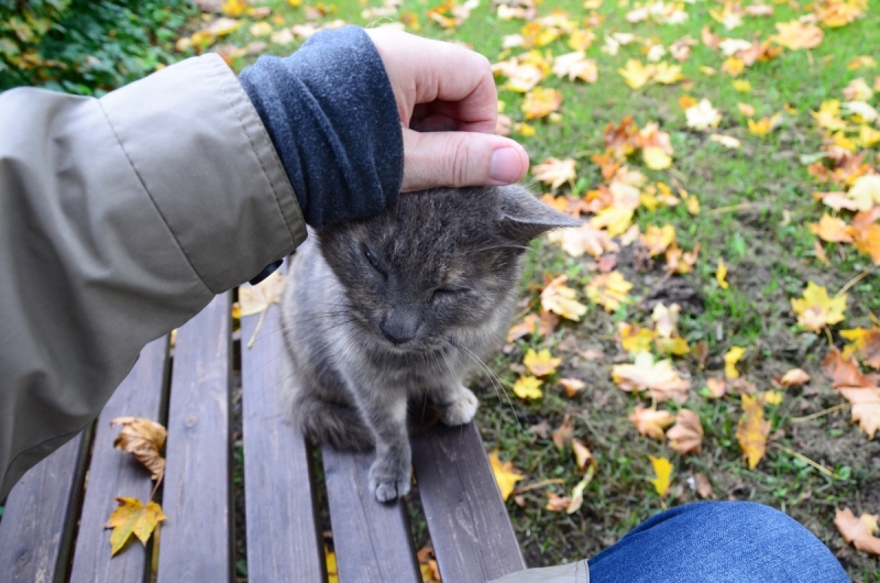 Кошки в нашей жизни. Кошки и все, что с ними связано.