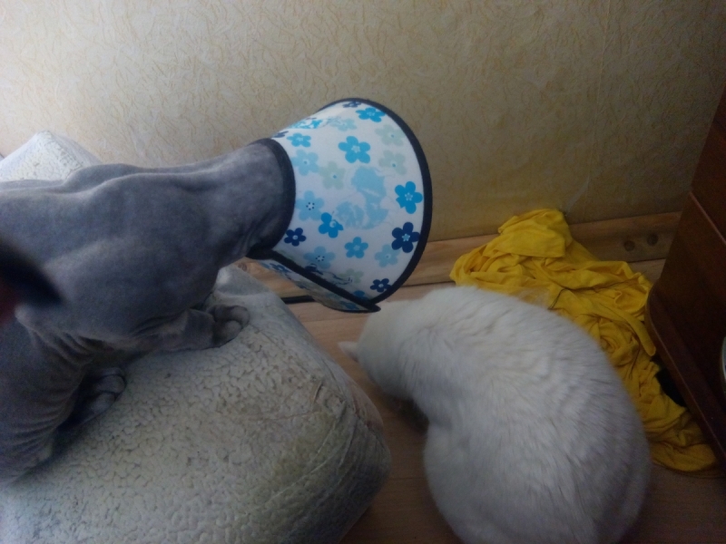 Кошки в нашей жизни. Кошки и все, что с ними связано.