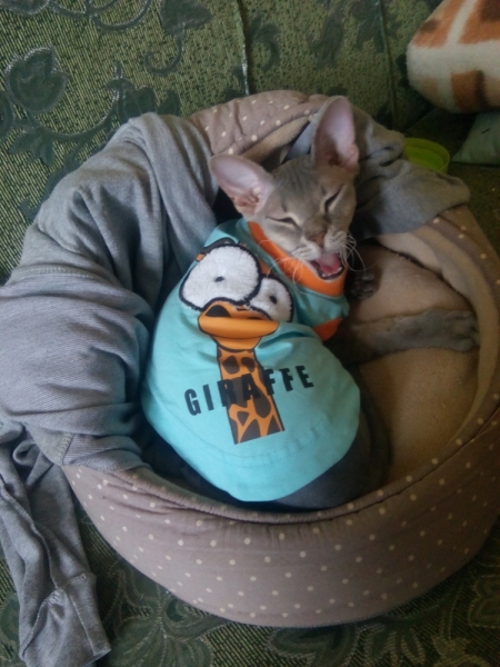 Кошки в нашей жизни. Кошки и все, что с ними связано.