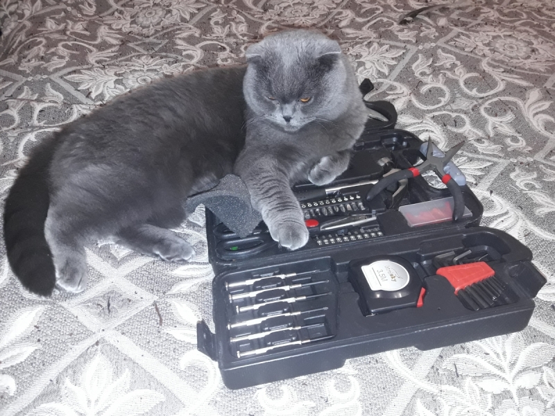 Кошки в нашей жизни. Кошки и все, что с ними связано.